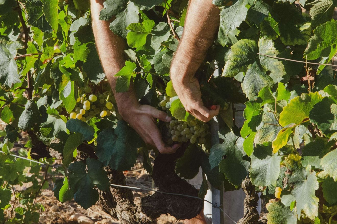 verschil tussen biologische en vegan wijn