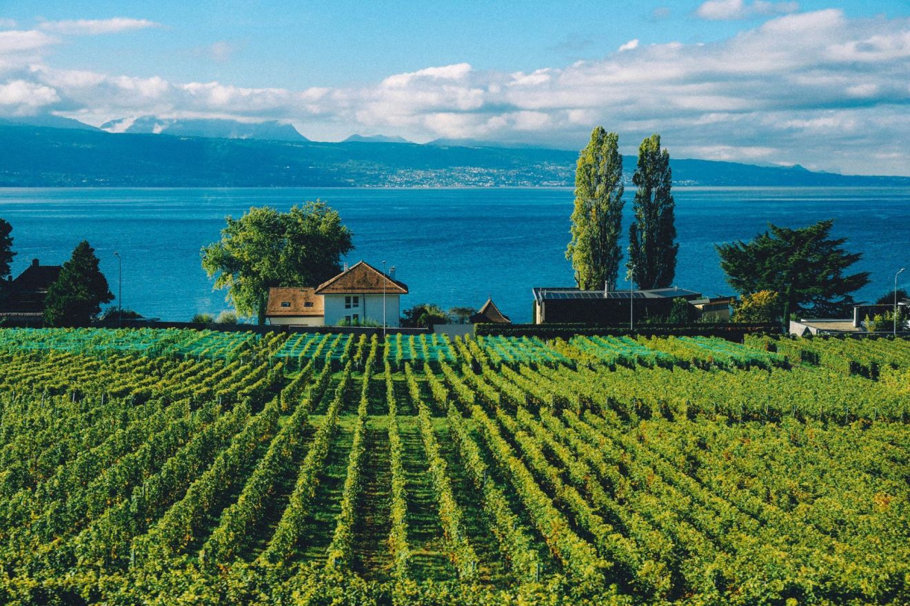 wijnland-nieuw-zeeland