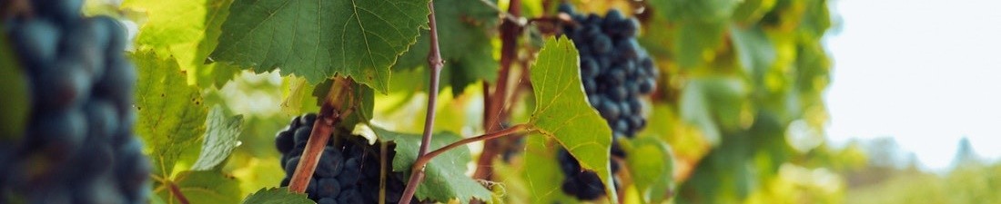 Cabernet Sauvignon 