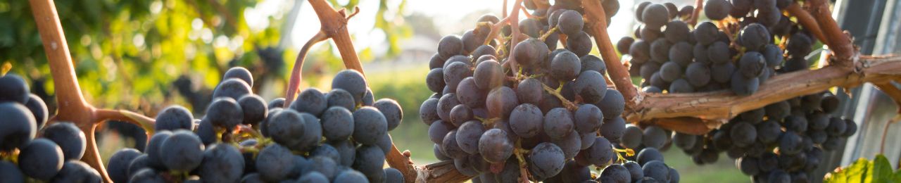 Cabernet Franc