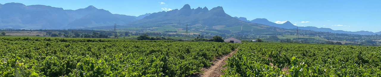 Zuid Afrikaanse wijn