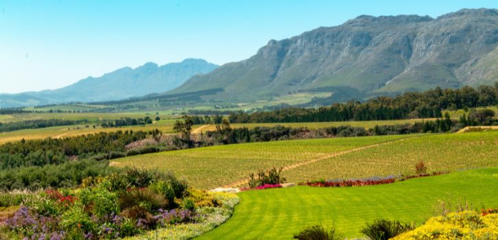 zuid afrikaanse wijn